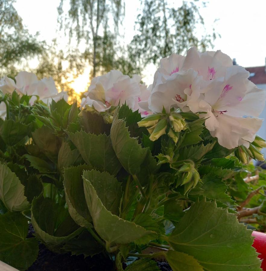 Apartmán Rivijera Bělehrad Exteriér fotografie